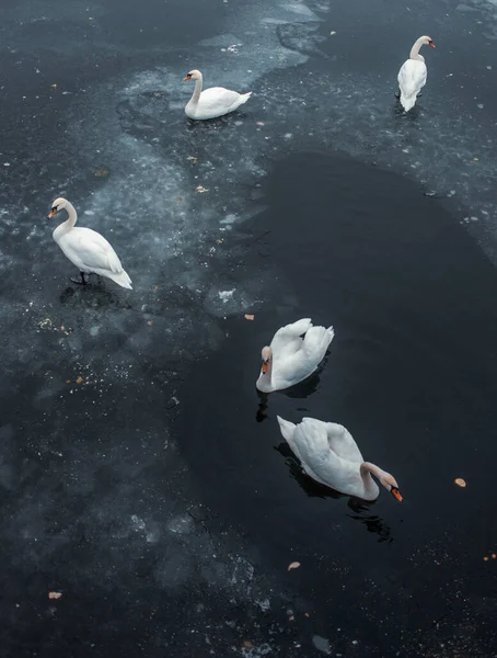 Вид Зверху Білих Лебедів Воді Озера — стокове фото