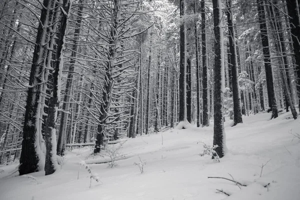 Zimowy Las Pokrytymi Śniegiem Drzewami Czerni Bieli — Zdjęcie stockowe