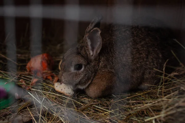 Закрыть Пушистого Серого Кролика Клетке — стоковое фото