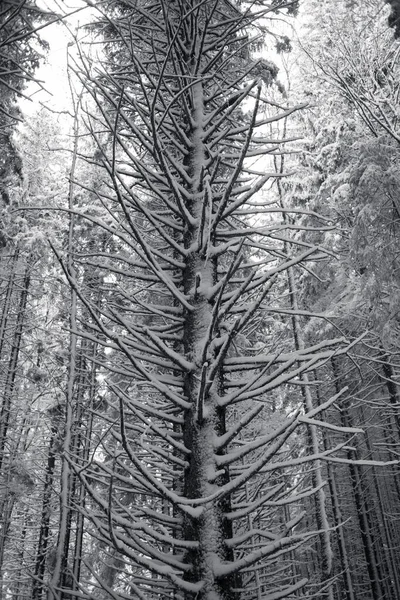 Bela Floresta Inverno Árvores Cobertas Neve — Fotografia de Stock