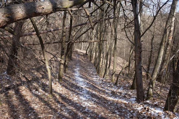 Ośnieżone Drogi Lesie Zimą — Zdjęcie stockowe