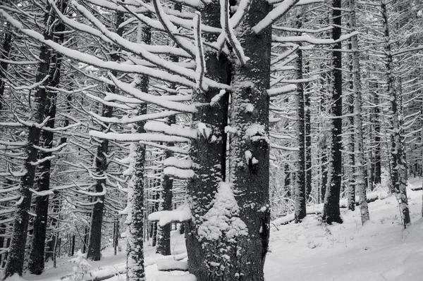 Vinterskog Med Snötäckta Träd Tallgrenar Svartvitt — Stockfoto