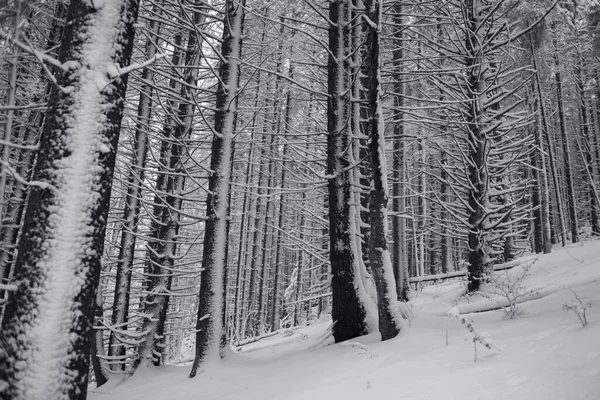 Bosque Invierno Con Árboles Cubiertos Nieve Blanco Negro — Foto de Stock