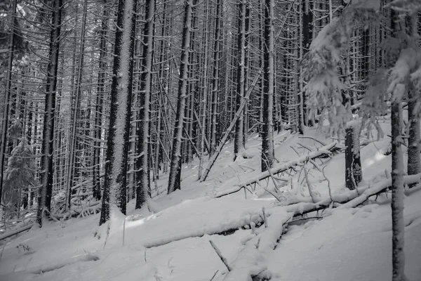 Vinterskog Med Snötäckta Träd Svartvitt — Stockfoto