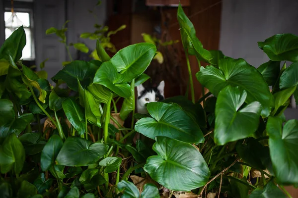 Schattig Kat Verbergen Achter Kamerplanten — Stockfoto