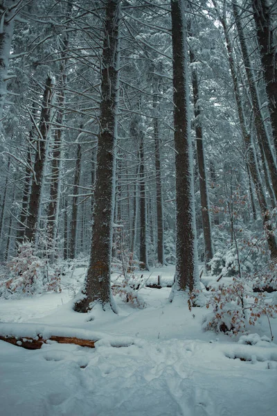 Winterlandschaft Mit Schneebedeckten Kiefern — Stockfoto