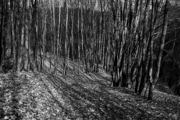 Schwarz Weiß Foto Des Herbstwaldes Mit Pfad Sonnenlicht — Stockfoto