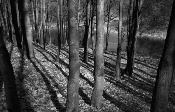 Belle Vue Sur Forêt Automne Noir Blanc — Photo