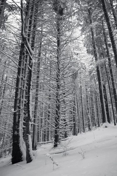 Χειμερινό Δάσος Χιονισμένα Δέντρα Μαύρο Και Άσπρο — Φωτογραφία Αρχείου