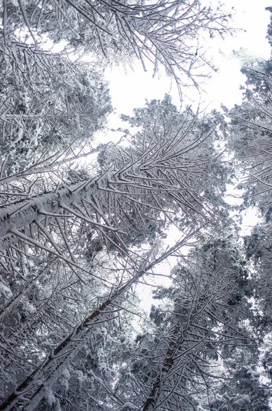 Bosque Invierno Con Pinos Cubiertos Nieve Fondo Del Cielo —  Fotos de Stock