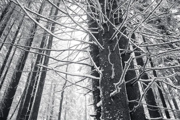 Preto Branco Galhos Árvores Nevadas Floresta — Fotografia de Stock