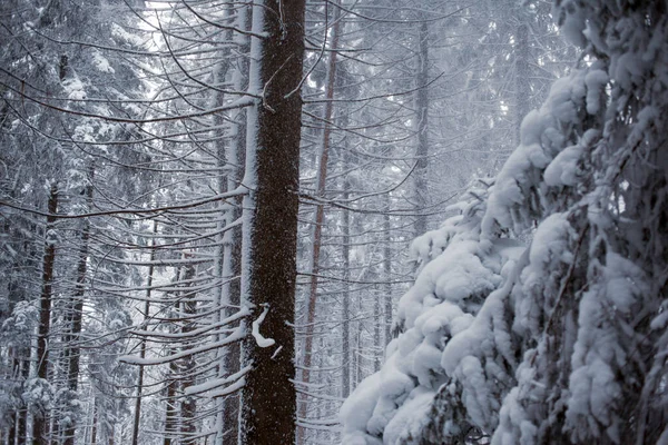 Bela Paisagem Inverno Floresta Coberta Neve — Fotografia de Stock