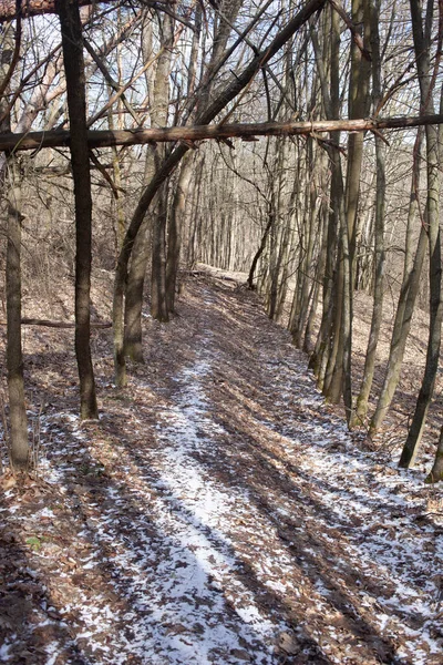 Bosque Invierno Camino Cubierto Nieve — Foto de Stock