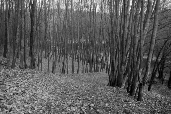 Sonbahar Ormanındaki Patikanın Siyah Beyaz Fotoğrafı — Stok fotoğraf