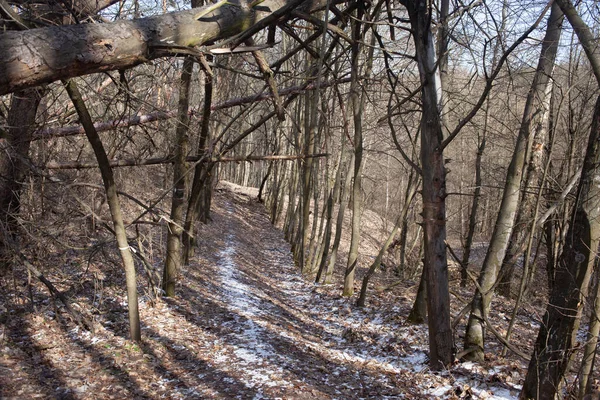 Sentiero Innevato Nella Foresta Invernale — Foto Stock