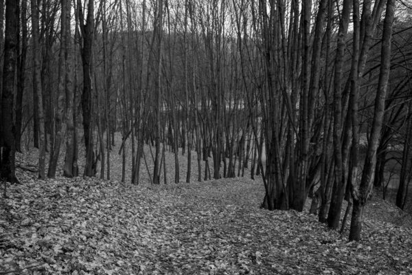 black and white photo of path in autumn forest 