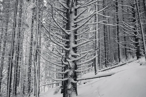 Vinterskog Med Snötäckta Träd Svartvitt — Stockfoto