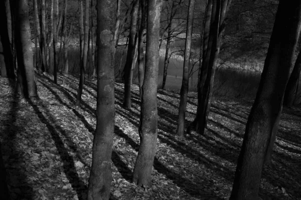 Kaunis Näkymä Syksyn Metsään Mustavalkoisena — kuvapankkivalokuva