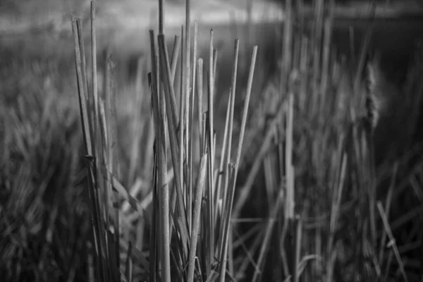 Черно Белое Фото Сухой Травы Размытом Фоне — стоковое фото
