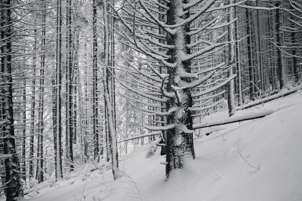 Floresta Inverno Com Árvores Cobertas Neve Preto Branco — Fotografia de Stock