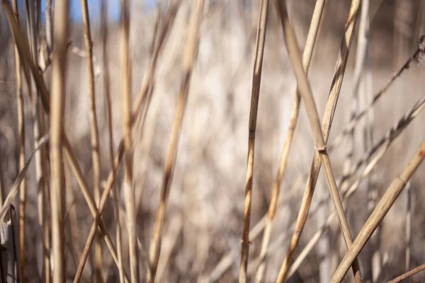 Close Dry Grass Blurred Background — Stock Photo, Image