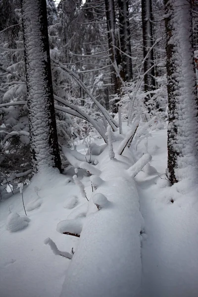 Svartvitt Foto Vinterlandskap Med Snötäckta Träd — Stockfoto
