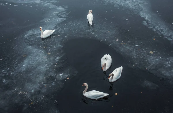 Білі Лебеді Озерній Воді Зимовий Сезон Вид Зверху — стокове фото