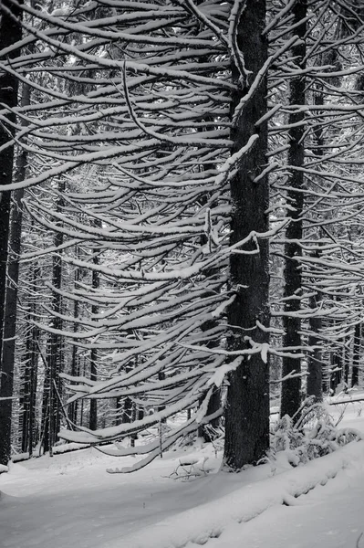 Zimní Les Zasněženými Stromy Černé Bílé — Stock fotografie