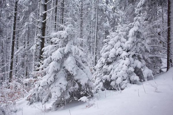 Bela Floresta Pinheiros Inverno Neve — Fotografia de Stock