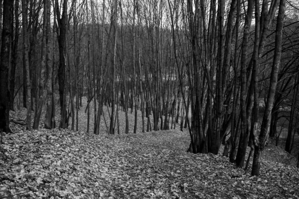 Photo Noir Blanc Sentier Dans Forêt Automne — Photo