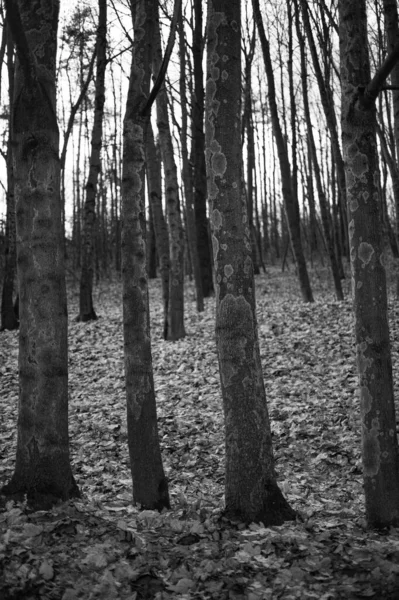 Foto Preto Branco Floresta Outono — Fotografia de Stock