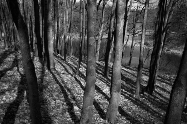 Όμορφη Θέα Του Φυσικού Δάσους Μαύρο Και Άσπρο — Φωτογραφία Αρχείου