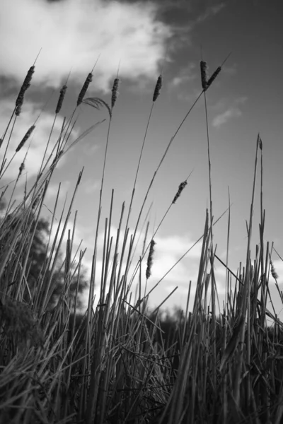 Dry Reed Plants Sky Background Black White — Stock Photo, Image