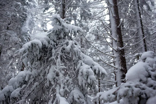 Hermoso Paisaje Invierno Bosque Cubierto Nieve —  Fotos de Stock