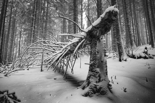Черно Белое Фото Зимнего Пейзажа Заснеженными Деревьями — стоковое фото