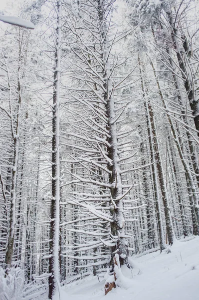 Bella Foresta Invernale Con Alberi Innevati — Foto Stock