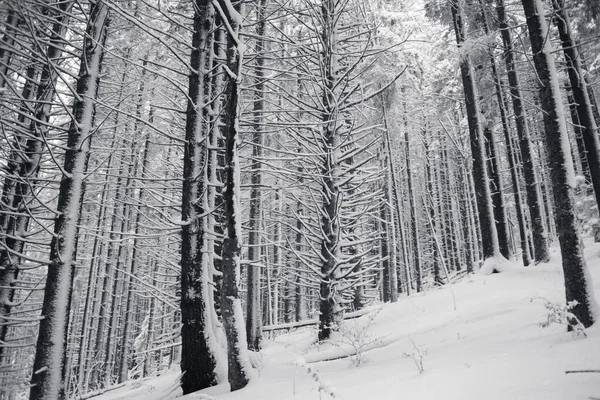 Zimowy Las Pokrytymi Śniegiem Drzewami Czerni Bieli — Zdjęcie stockowe