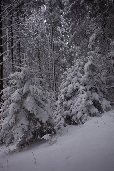 Όμορφο Χειμερινό Τοπίο Χιόνι Κάλυψε Δέντρα Στα Βουνά — Φωτογραφία Αρχείου