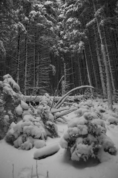 Bela Paisagem Inverno Com Árvores Neve — Fotografia de Stock