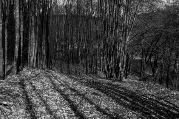 Belle Vue Sur Forêt Naturelle Noir Blanc — Photo