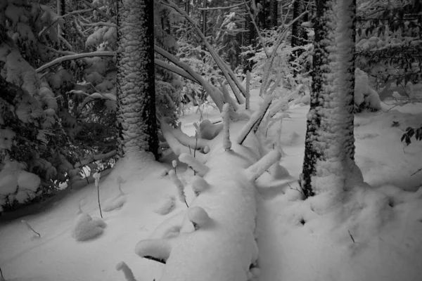 Χιονισμένο Δάσος Όμορφο Χειμερινό Τοπίο Ασπρόμαυρα Χρώματα — Φωτογραφία Αρχείου