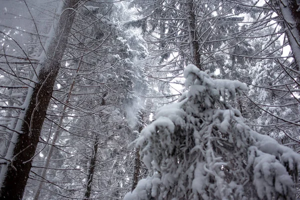 Vacker Vinterskog Med Snötäckta Träd — Stockfoto