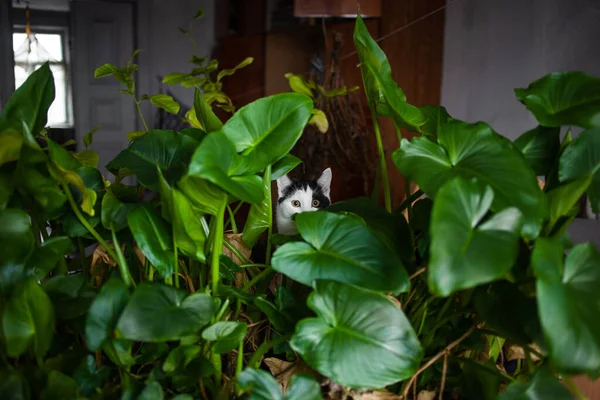 可爱的猫躲在室内植物后面 — 图库照片