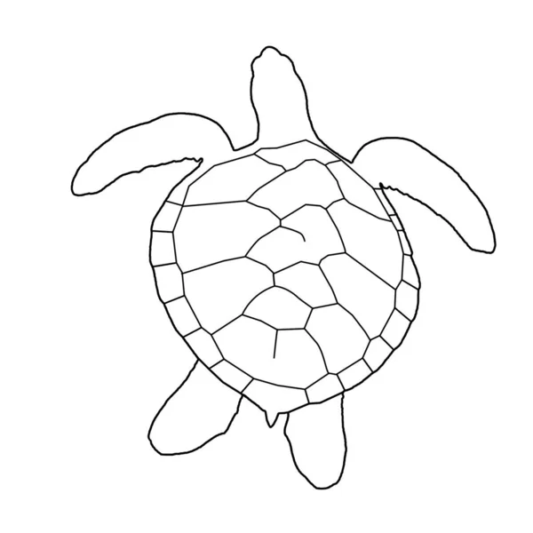 sketch silhouette of marine turtle on white background
