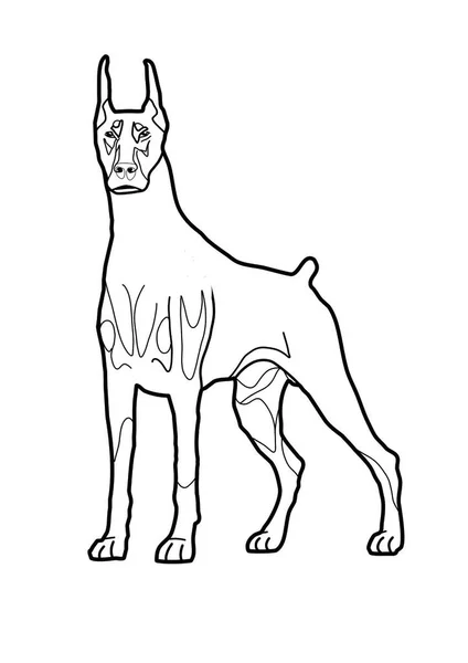 Skizze Silhouette Eines Dobermannhundes Auf Weißem Hintergrund — Stockfoto