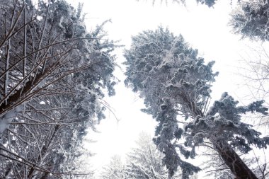 Karla kaplı kış ormanı, doğa manzarası