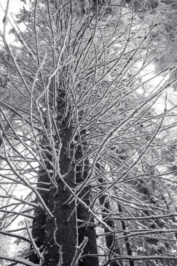 Dağlarda çam ağaçları olan karla kaplı bir orman. 