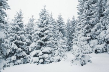 Karla kaplı bir çam ormanının sakin kış sahnesi..