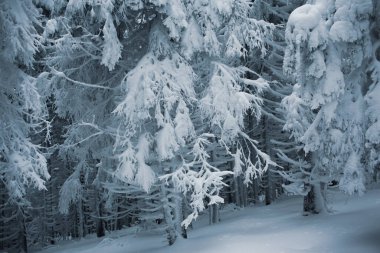 Güzel, karla kaplı kış ormanı manzarası