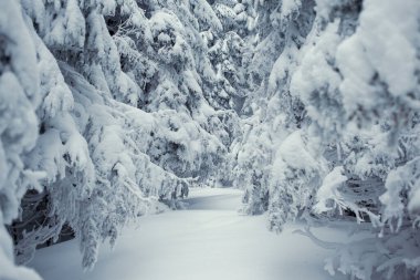 Güzel, karla kaplı kış ormanı manzarası